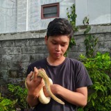 Risang Mahendra